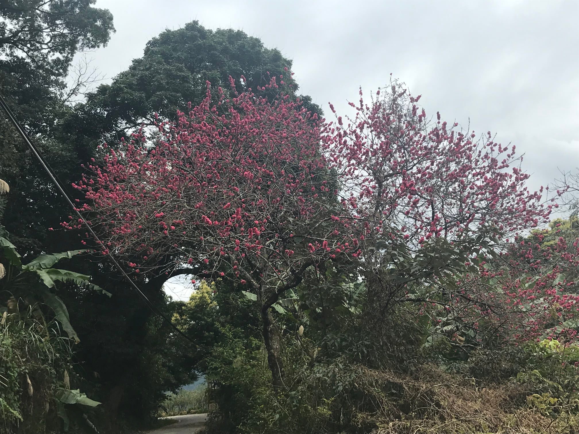 許多人也會到大山背欣賞櫻花。作者提供