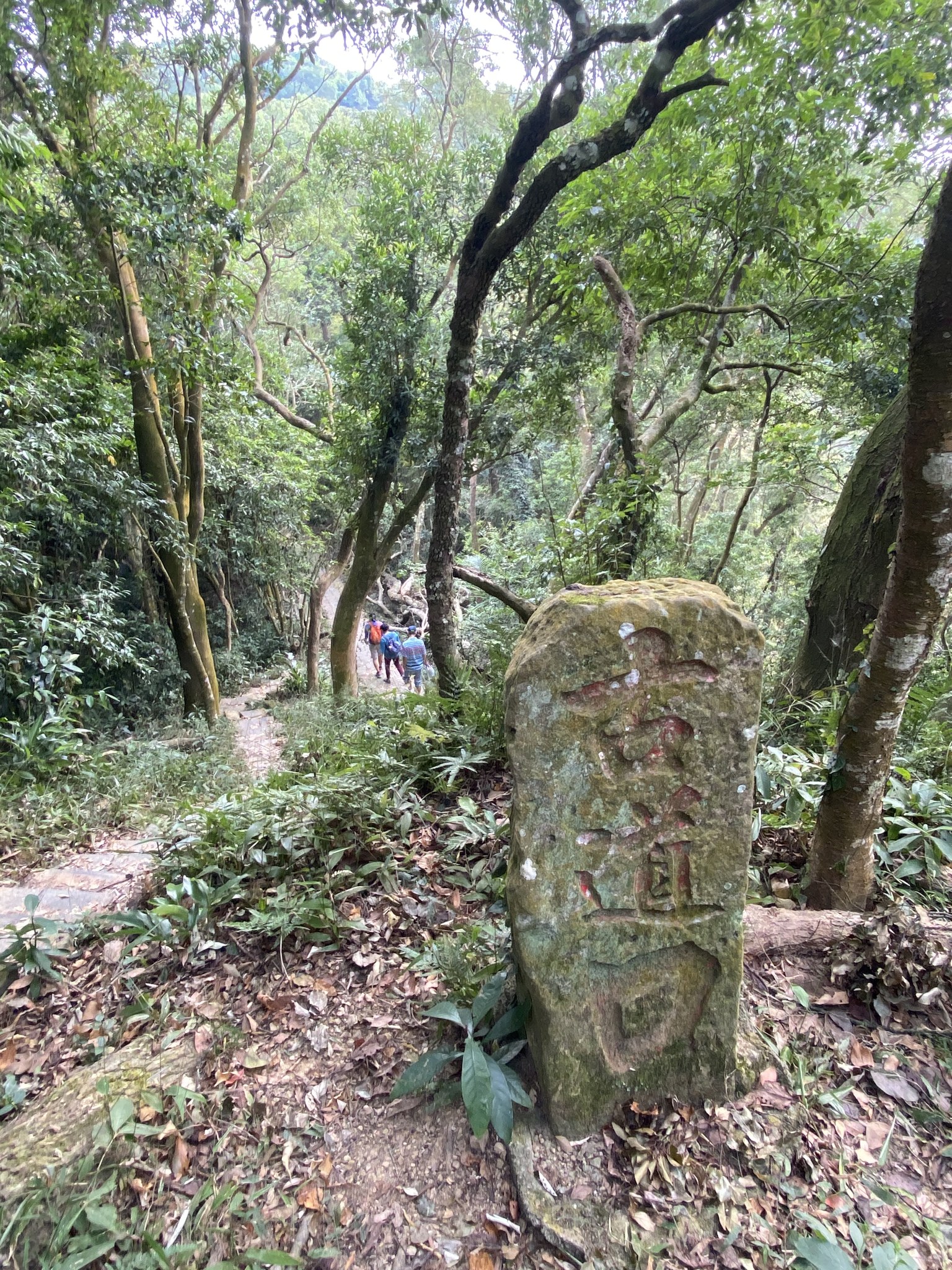 樟之細路。翻攝自千里步道協會臉書