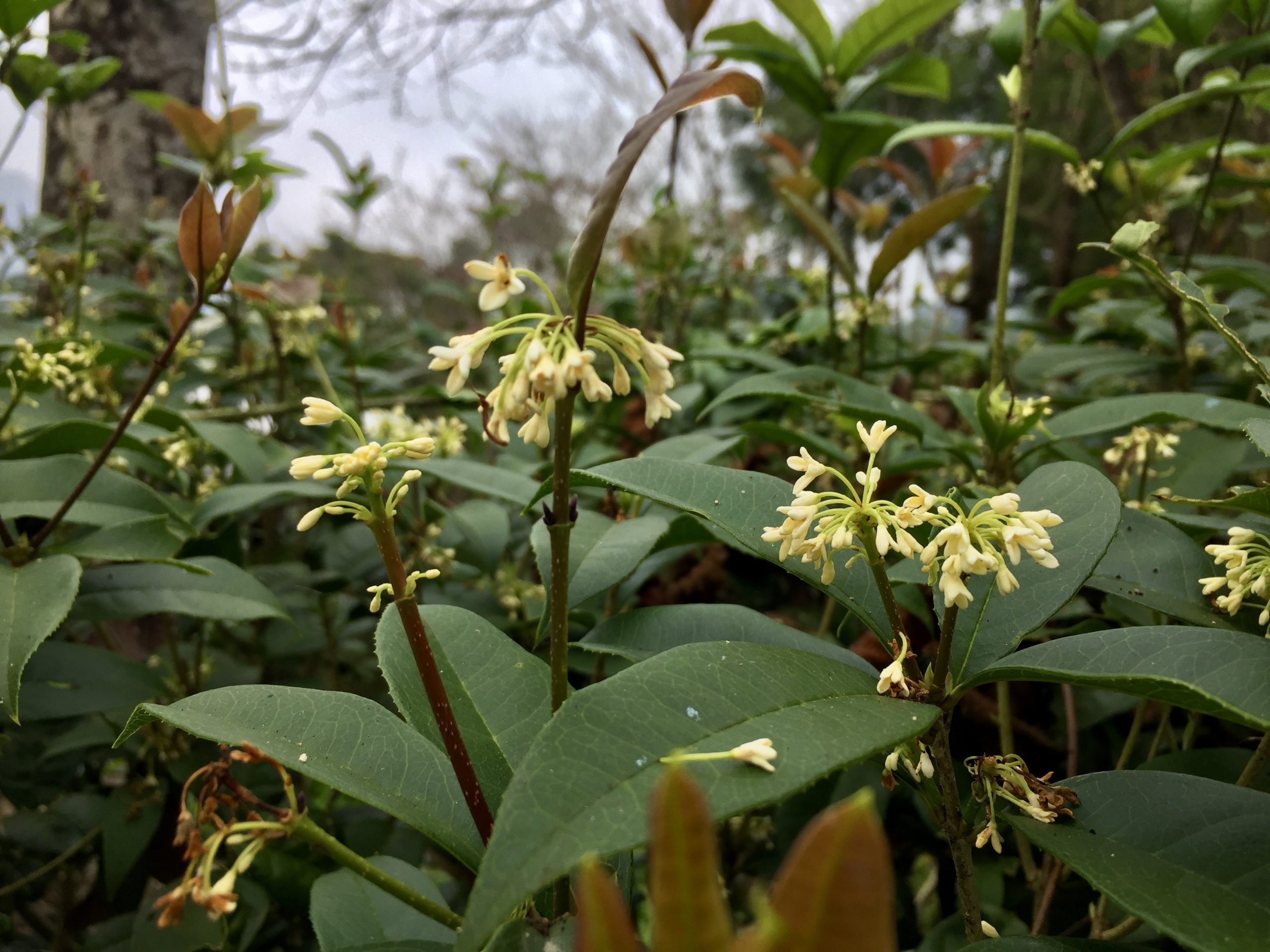 獅頭山上桂花開。蕭秀琴攝