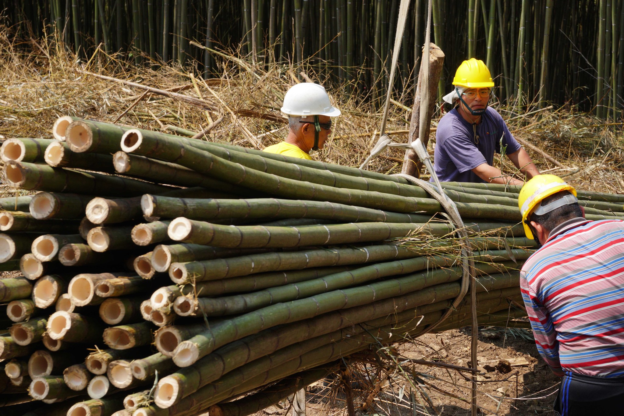 林務局攜跨部會推展竹產業 2024年辦世界竹會論壇