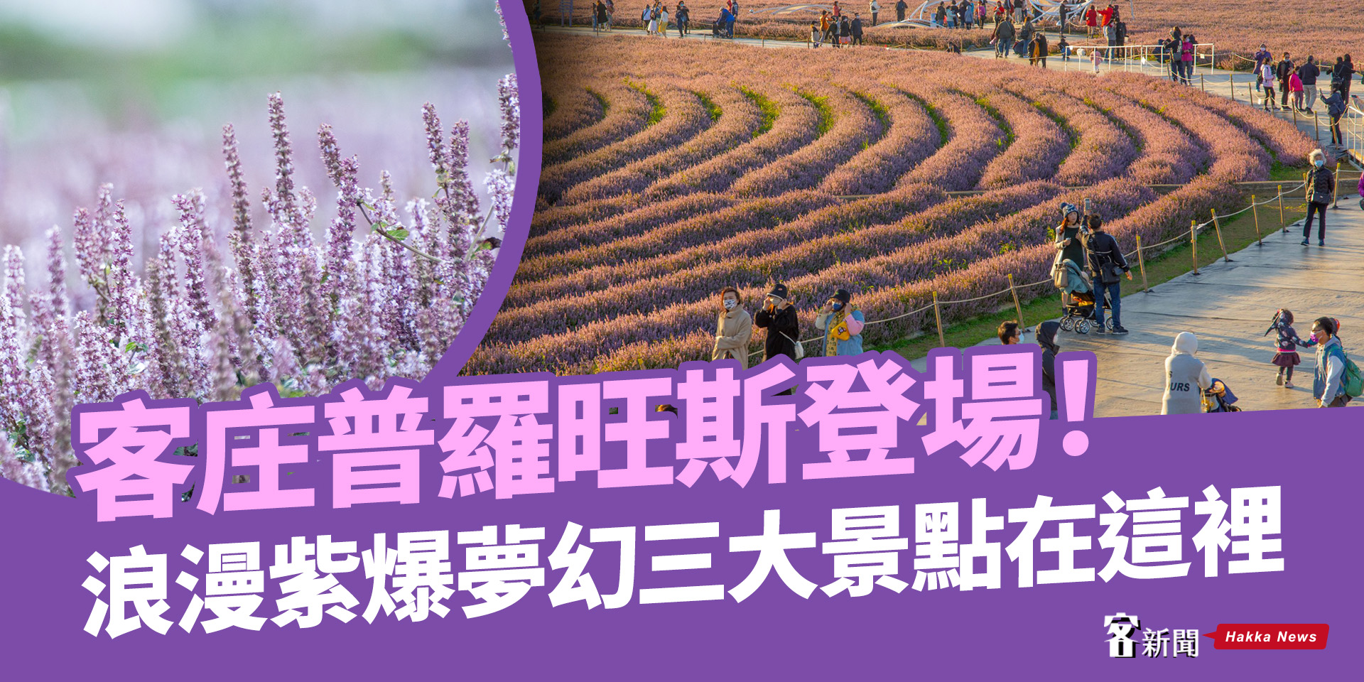 客庄普羅旺斯登場　浪漫紫爆夢幻三大景點在這裡