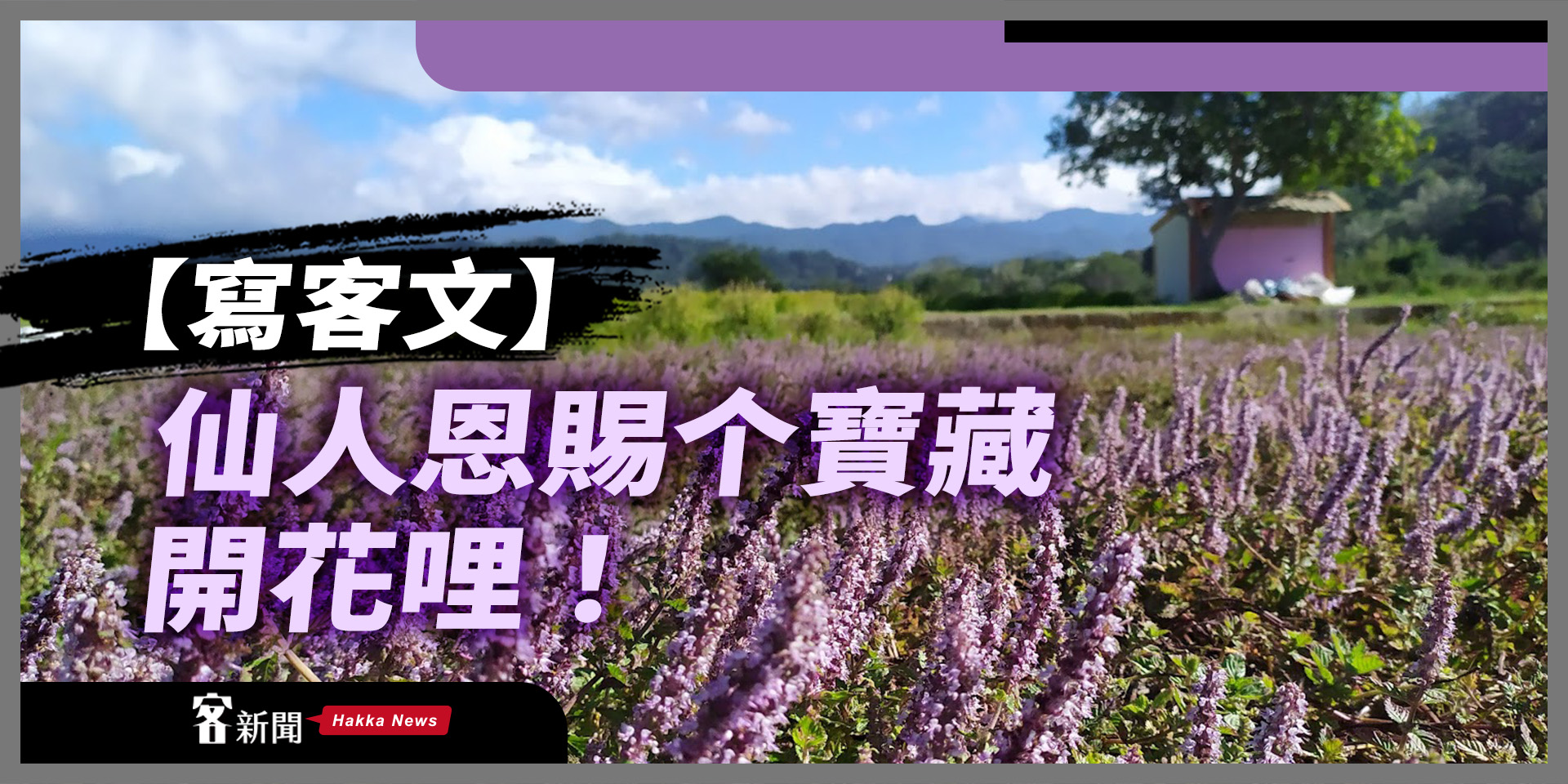 【寫客文】仙人恩賜个寶藏開花哩！