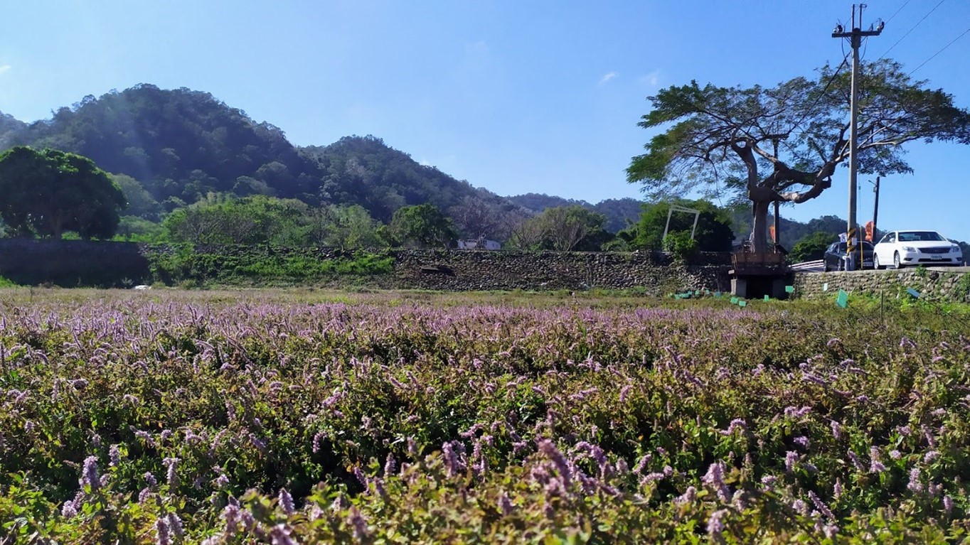 牛欄河南山大橋脣个「仙草一分田」。作者提供