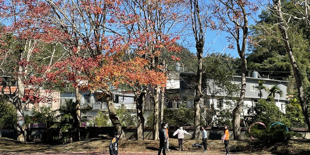 吳濁流80年前關西種11棵老槭樹　新竹縣公告為受保護樹木