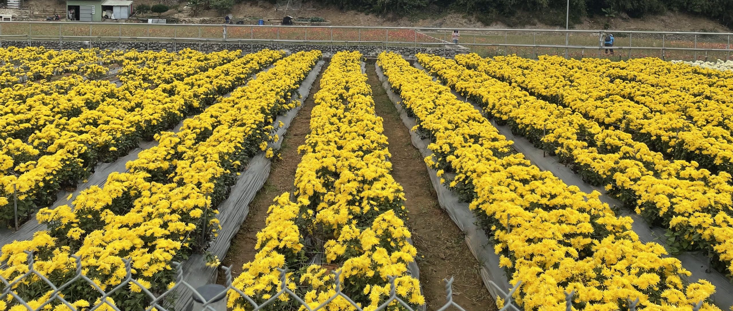 苗栗銅鑼杭菊每年11月正當時，盛開的杭菊花海非常美麗浪漫。蘇佑昇攝