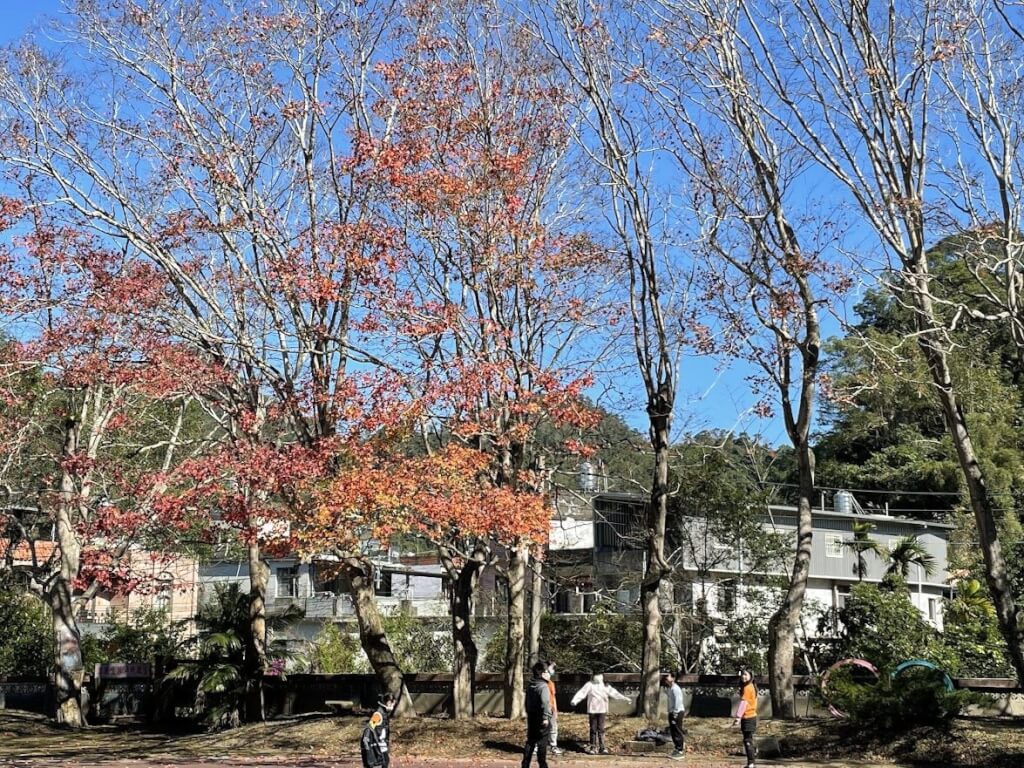客家詩人吳濁流80年前種下11棵槭樹　新竹縣列管保護