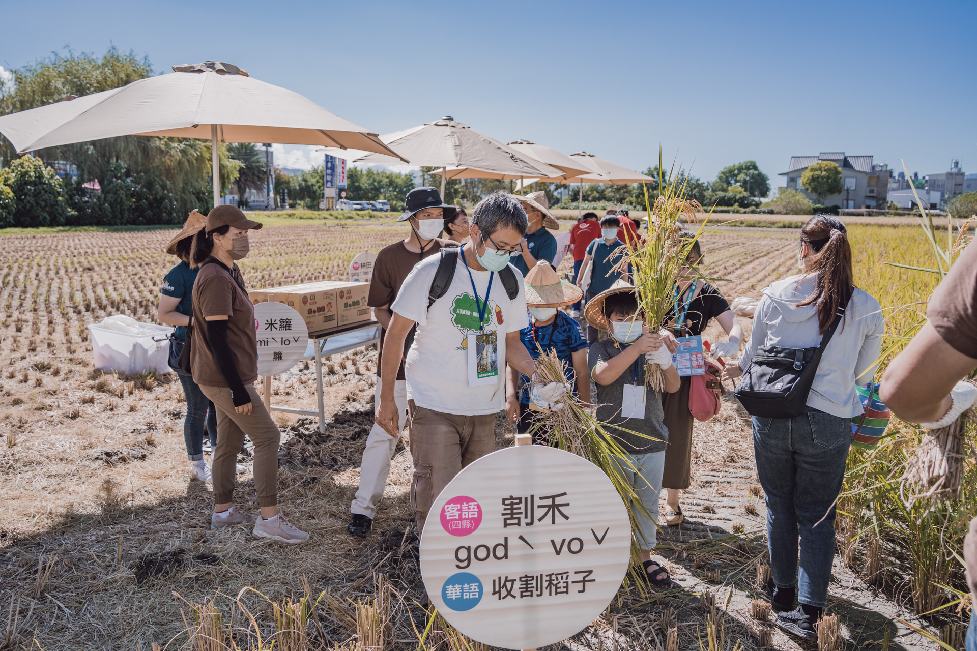 親子小農體驗收割活動。翻攝臺東好米收冬祭粉專