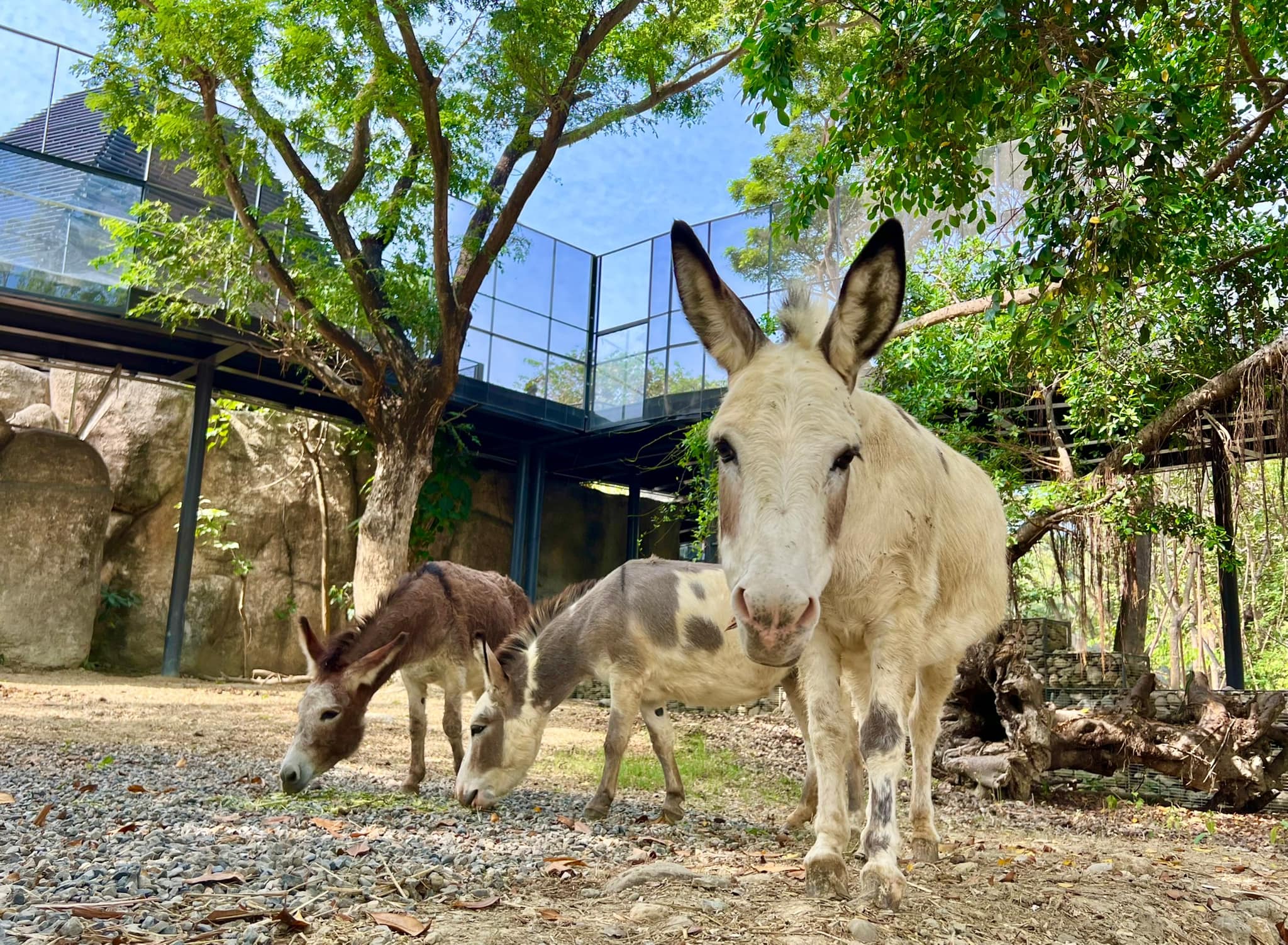 高雄壽山動物園改造完成　12／16重新開園試營運