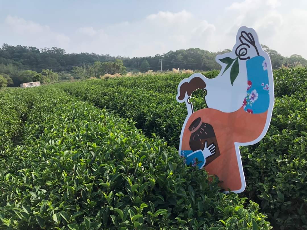 苗栗頭份茶園種植製成的東方美人茶遠近馳名。翻攝自頭份市公所臉書