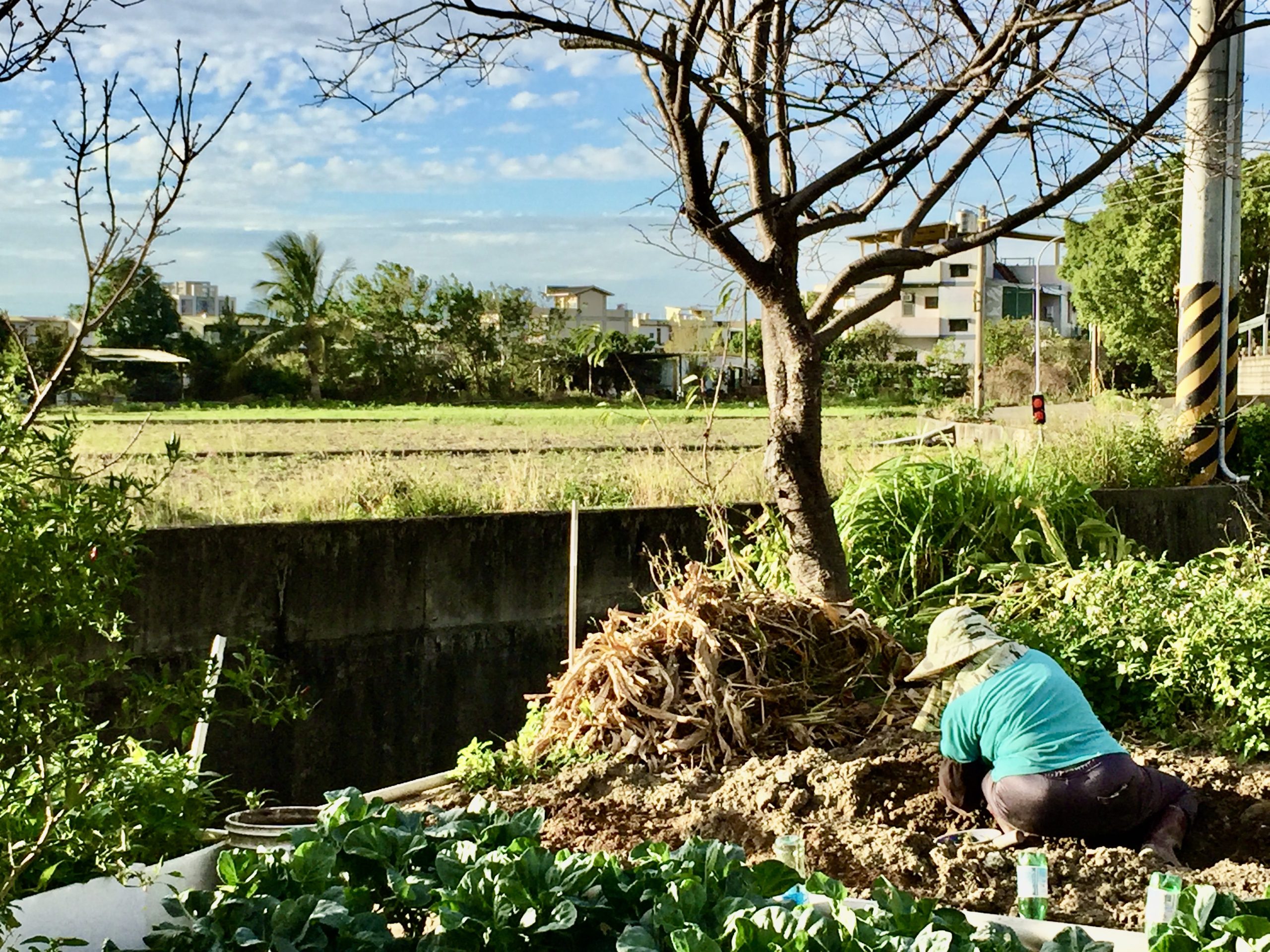 在菜園裡的客家婦女在藍天綠地裡。蕭秀琴攝