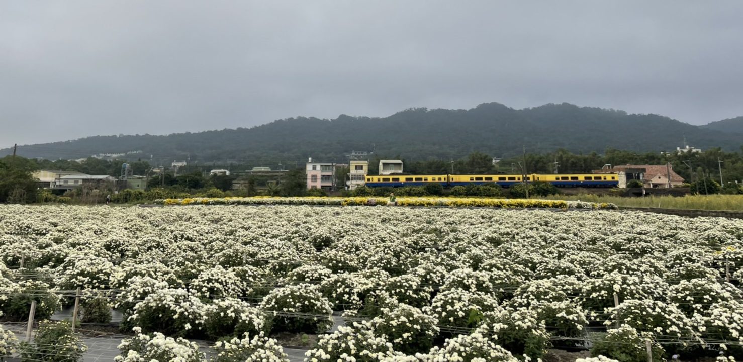 苗栗銅鑼杭菊每年11月正當時，火車通過搭配菊花海的畫面非常浪漫。蘇佑昇攝
