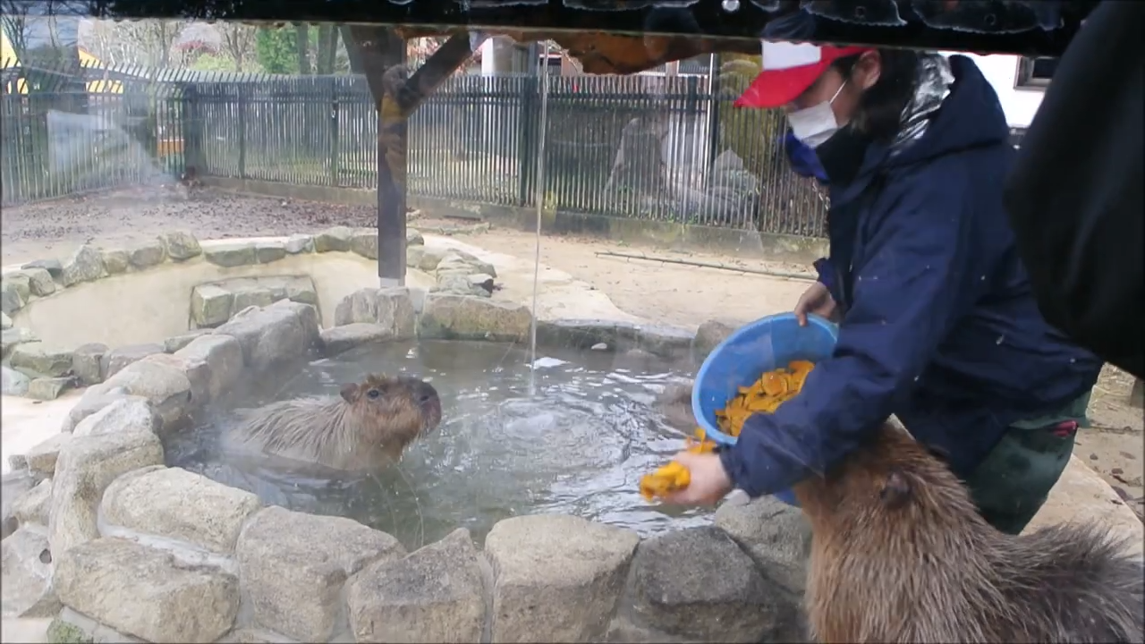 工作人員在飼育區露天溫泉池旁投放大量切片南瓜。翻攝自《富山市Family Park》官方YouTube頻道
