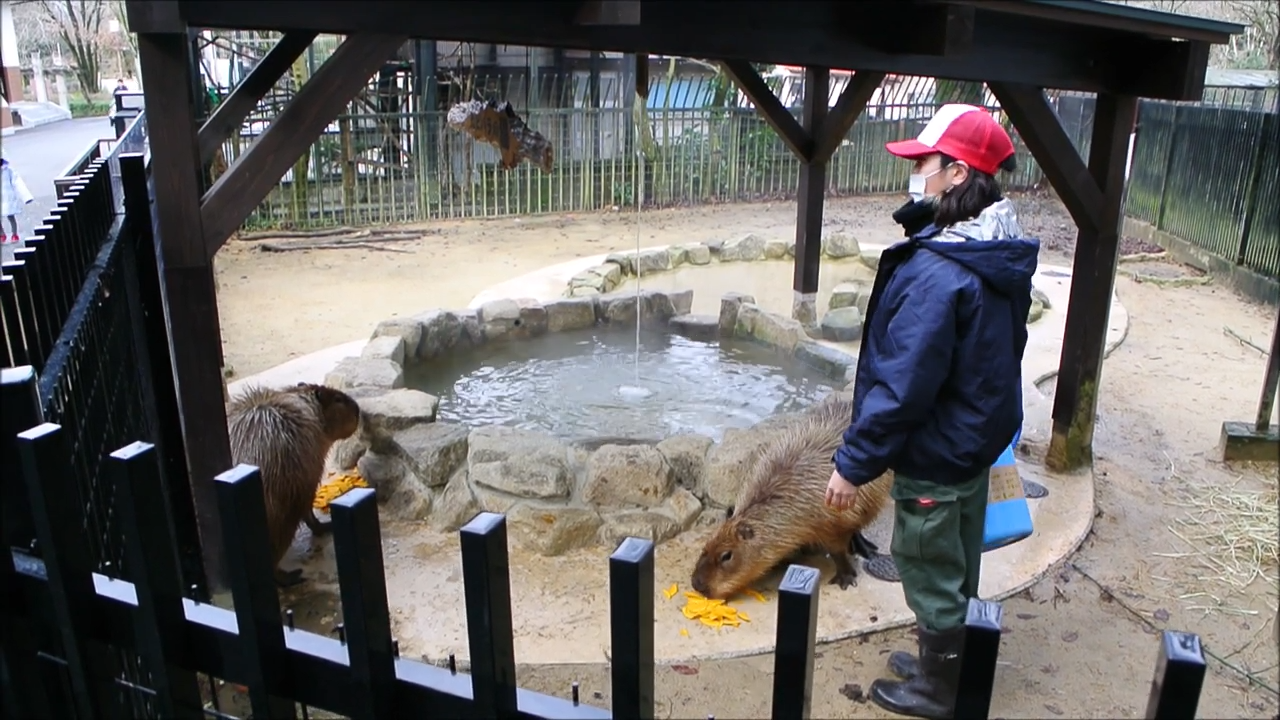 水豚在露天溫泉池邊大啖冬至南瓜餐。翻攝自《富山市Family Park》官方YouTube頻道