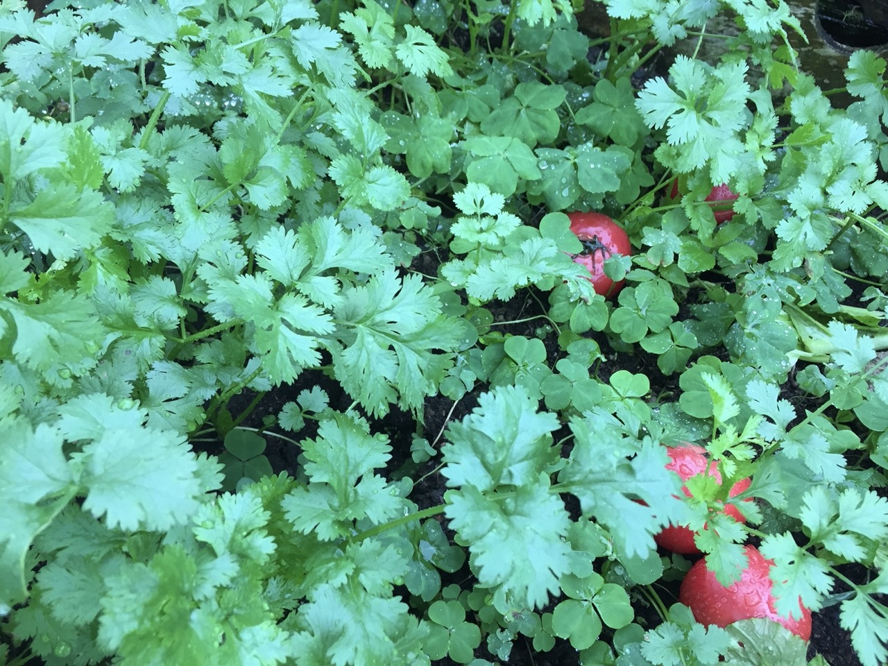 香菜，學名芫荽（Coriandrum sativum），英文稱作「coriander」，冬季菜園裡的常備香料。蕭秀琴攝
