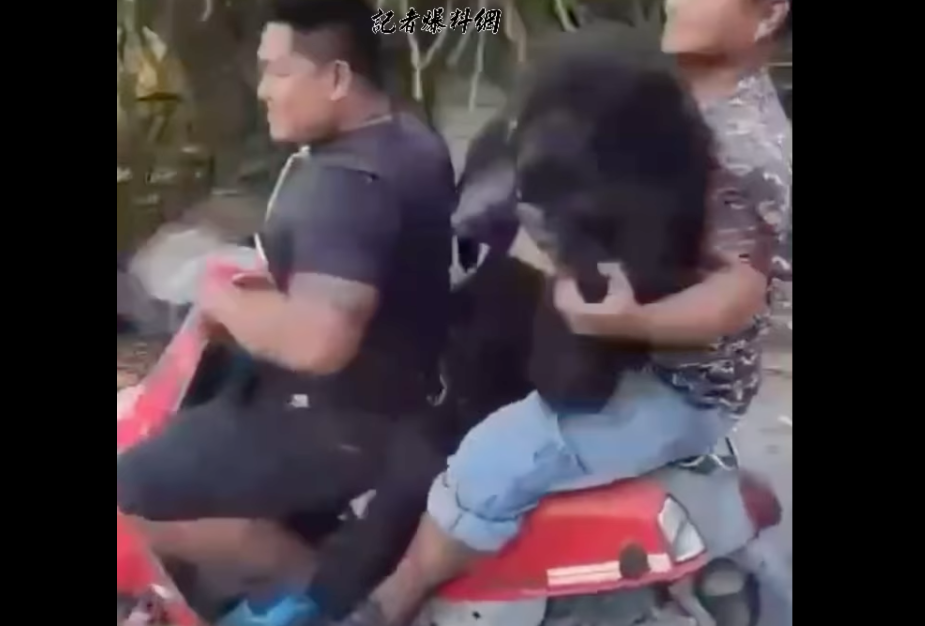 太囂張！獵殺台灣黑熊還拍片遊街炫耀　黑熊媽媽痛斥：這行為沒人認同