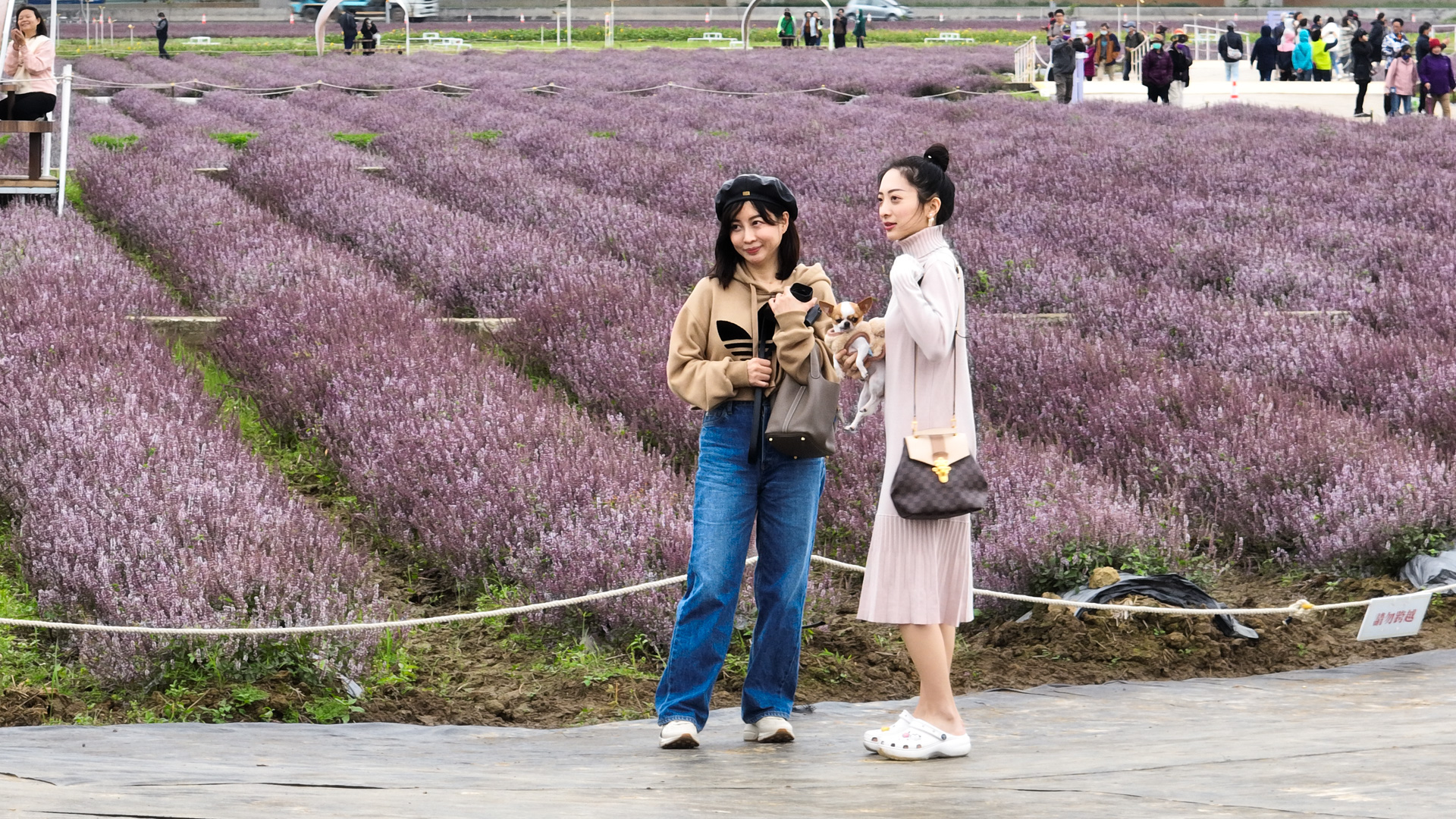 徐小姐說，在網路上看到仙草花節的訊息，今天帶著女兒前來欣賞。客新聞攝