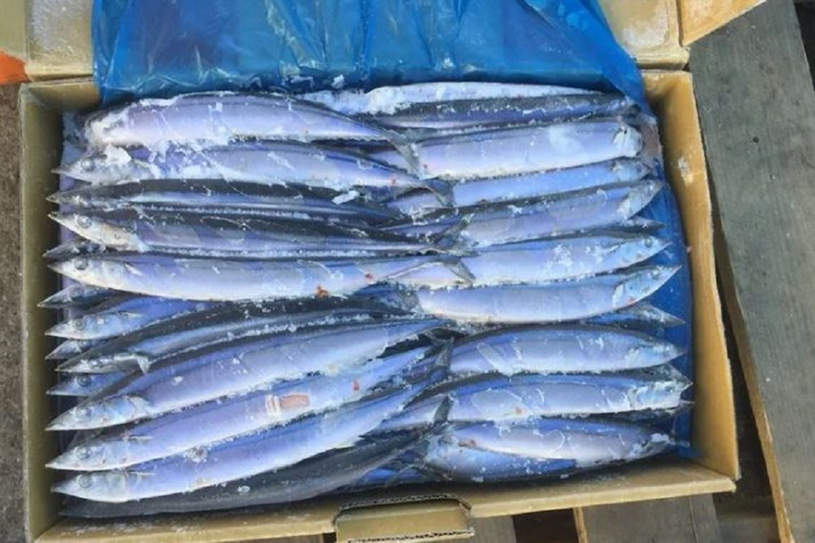 台灣愈百間水產業者的魷魚、秋刀魚（圖）及午仔魚等品項，遭中國禁止輸入。中央社