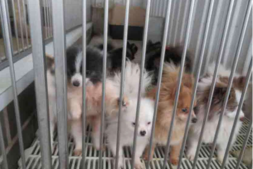維護動物權益！紐約州完成立法　禁止寵物店販賣狗貓與兔子