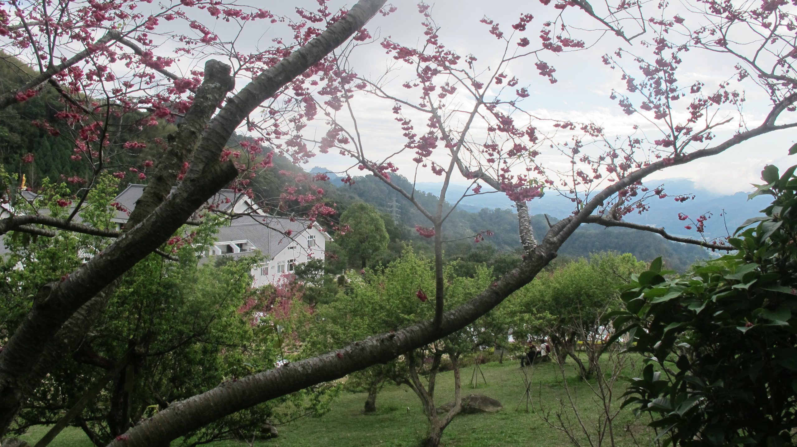 五十餘年前農友劉玉坤擊鼓報時的竹木村山區，現已成蓮台山佛教聖地，也是新春賞櫻勝地。何來美攝