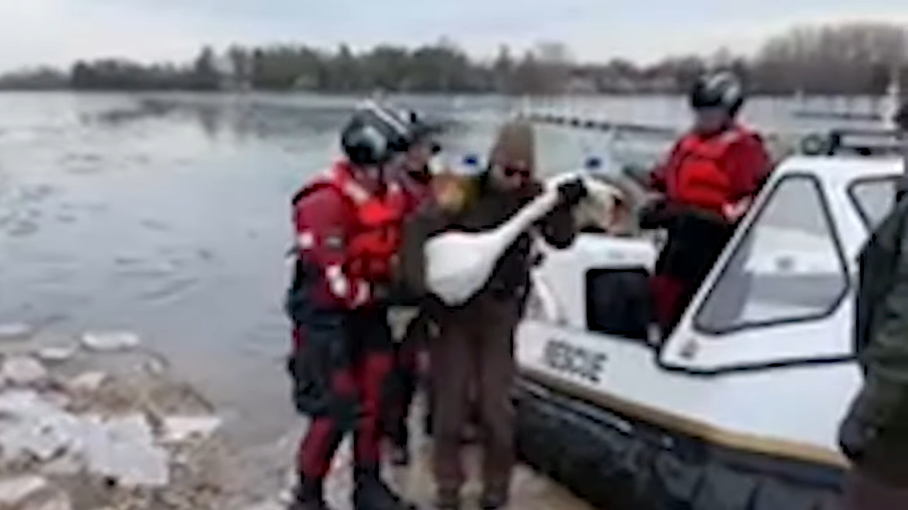 警方使用保溫毯將天鵝抱上氣墊船，帶回岸上送醫。翻攝自OAKLAND COUNTY SHERIFF《Vimeo》頻道