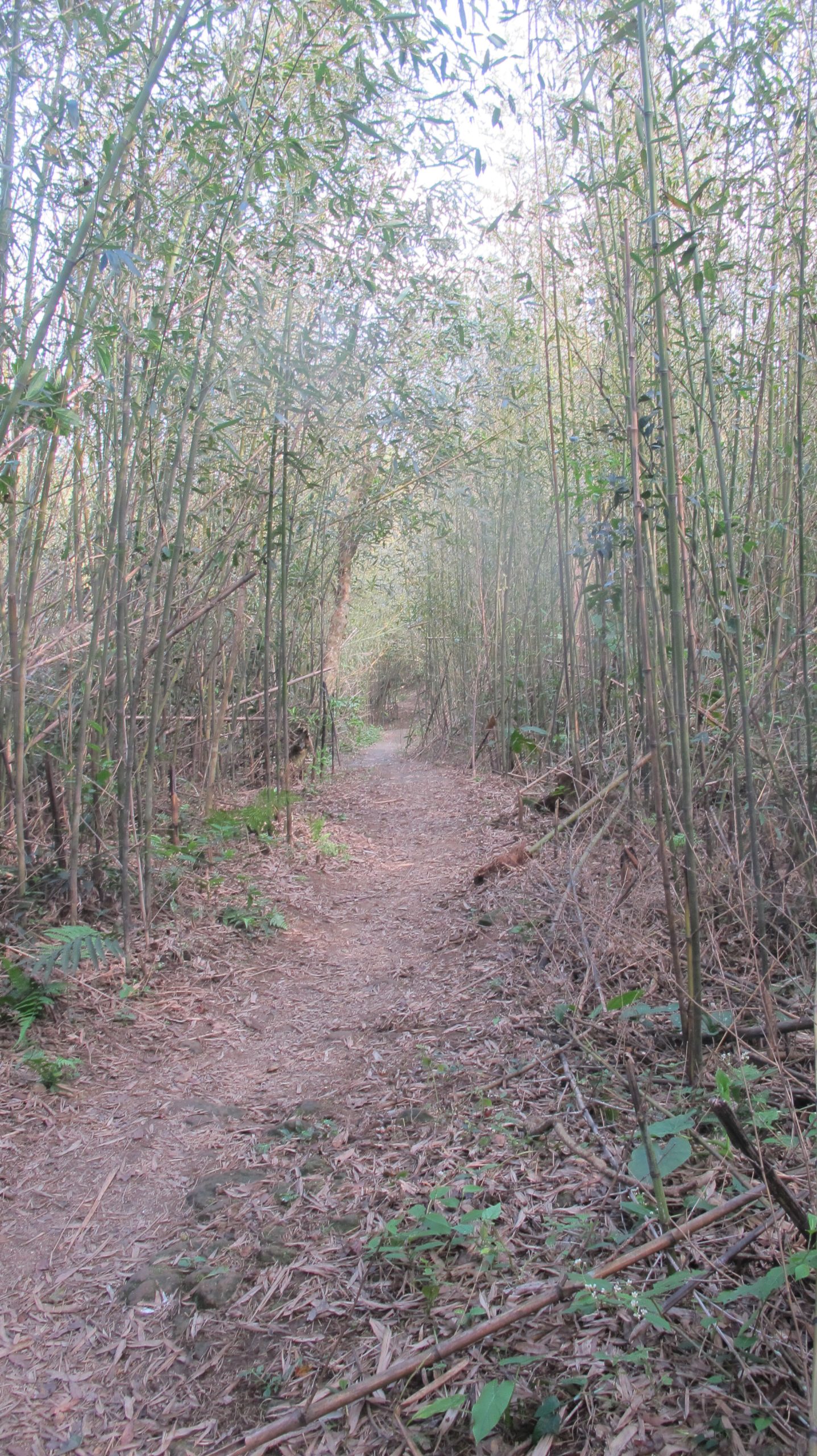 出關古道聖關段或十份崠段都有竹林步道，走起來非常舒暢。何來美攝