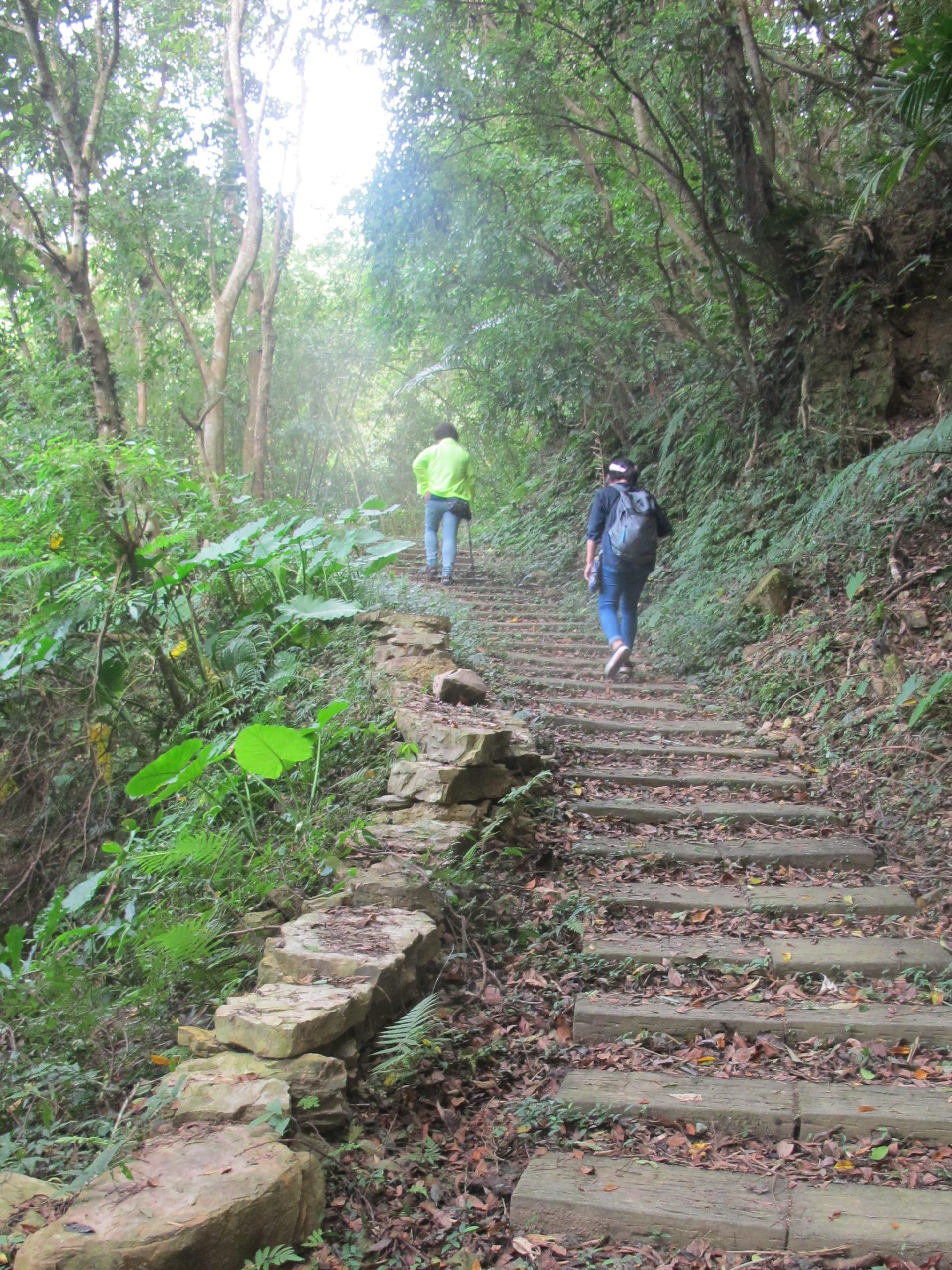 出雲古道從公館出磺坑到大湖法雲寺，石階或木棧道都很好走。何來美攝