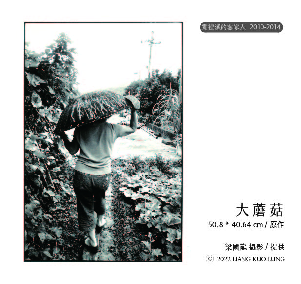 大蘑菇。梁國龍 攝影／提供