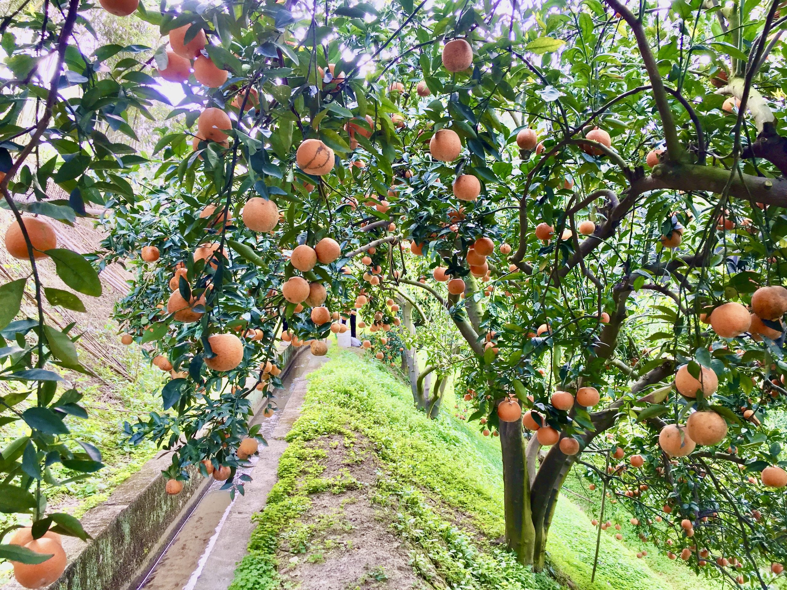 浪漫臺三線上的橘園。蕭秀琴攝