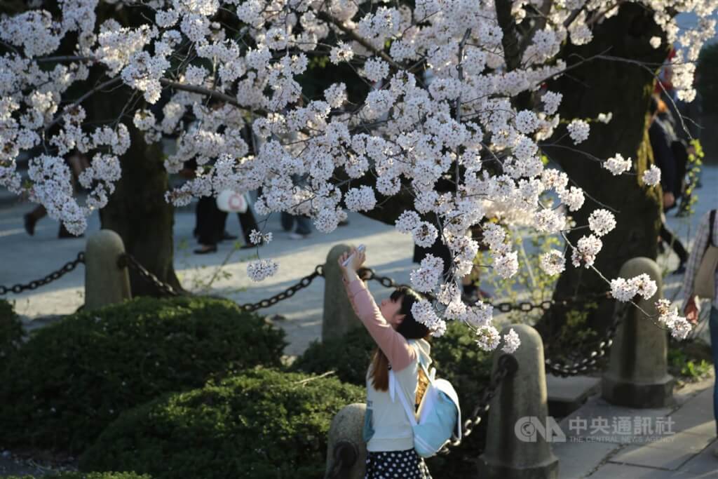 日本預測2023櫻花開花日　東京3/22大阪3/28