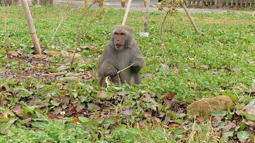 阿里山人猴衝突增加　林管處要建立共存模式