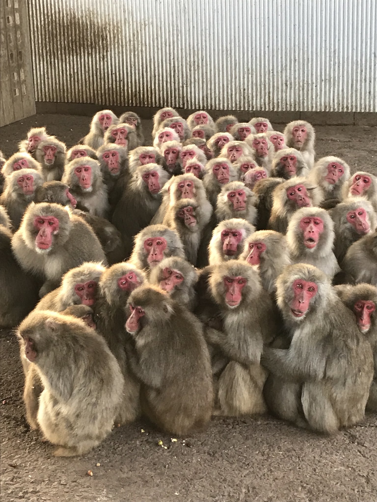 成群的日本獼猴在寒冷天氣下擠成「猿団子」相互取暖。翻攝自小豆島 お猿の国 銚子渓官方《推特》