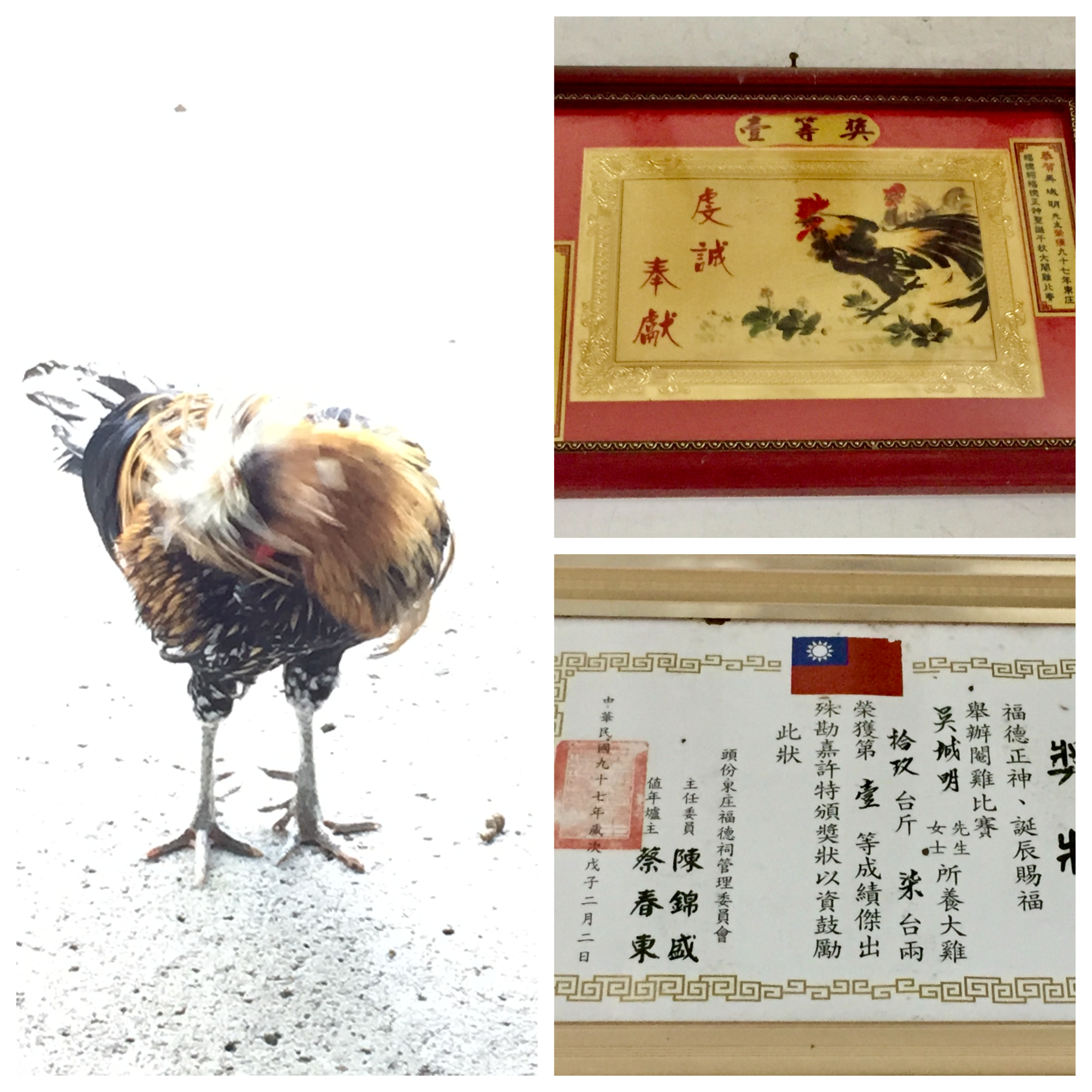 家庭養雞的傳統造就了閹雞比賽,是地方廟宇的年度盛事之一。蕭秀琴攝