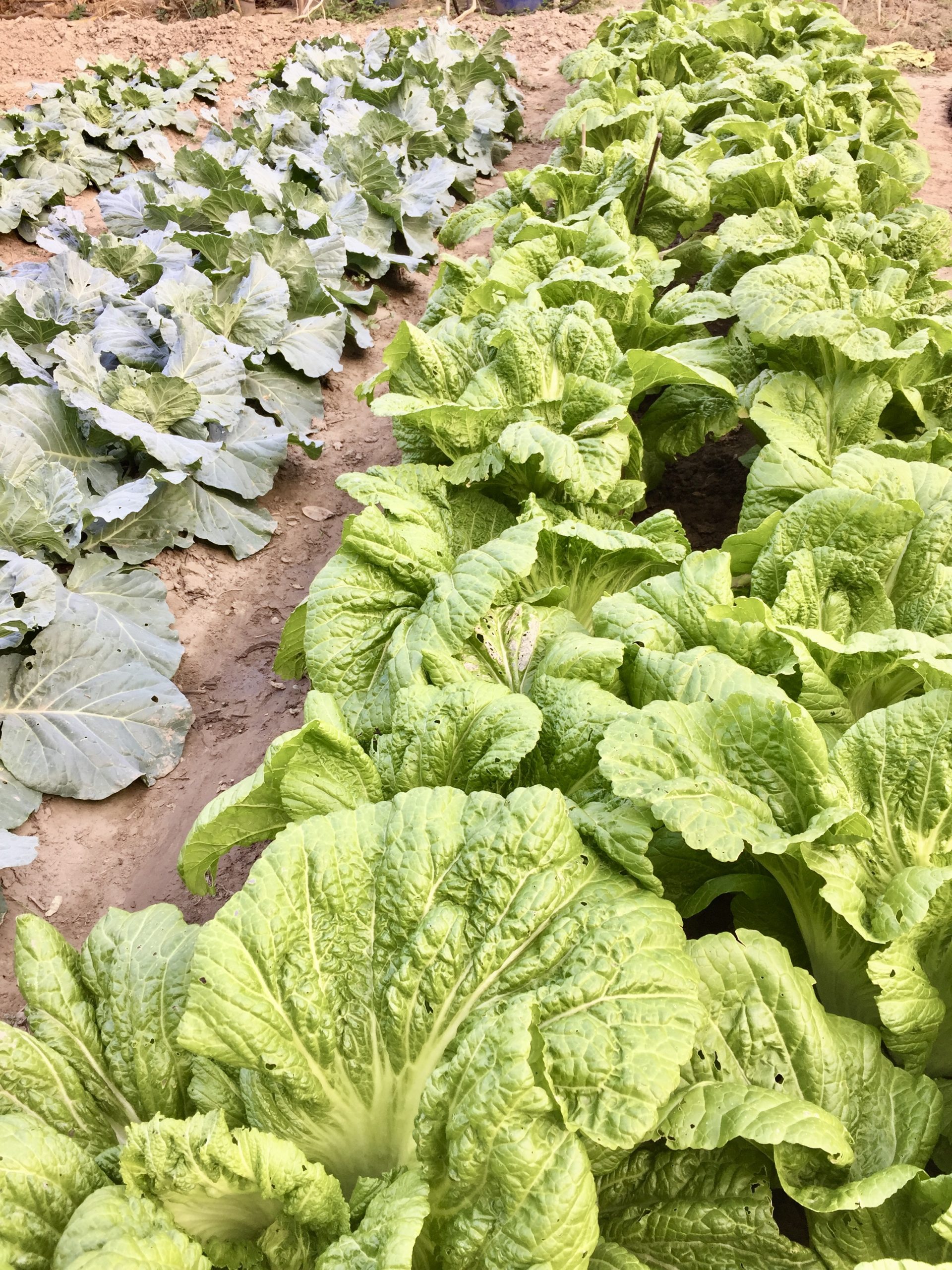 稻田裡的大菜畦。蕭秀琴攝