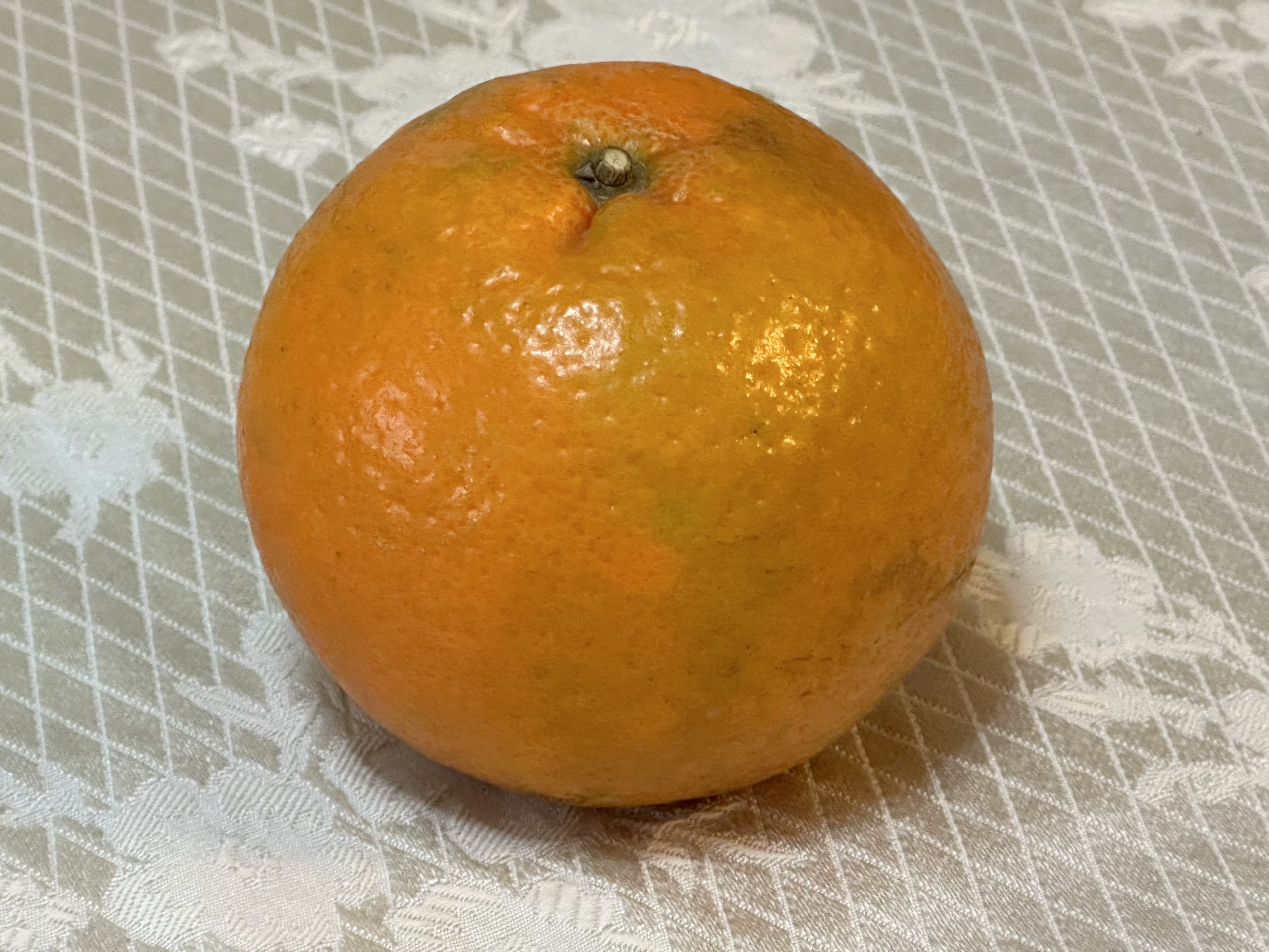 目前最受歡迎的是高牆桶柑無子品系。蕭秀琴攝