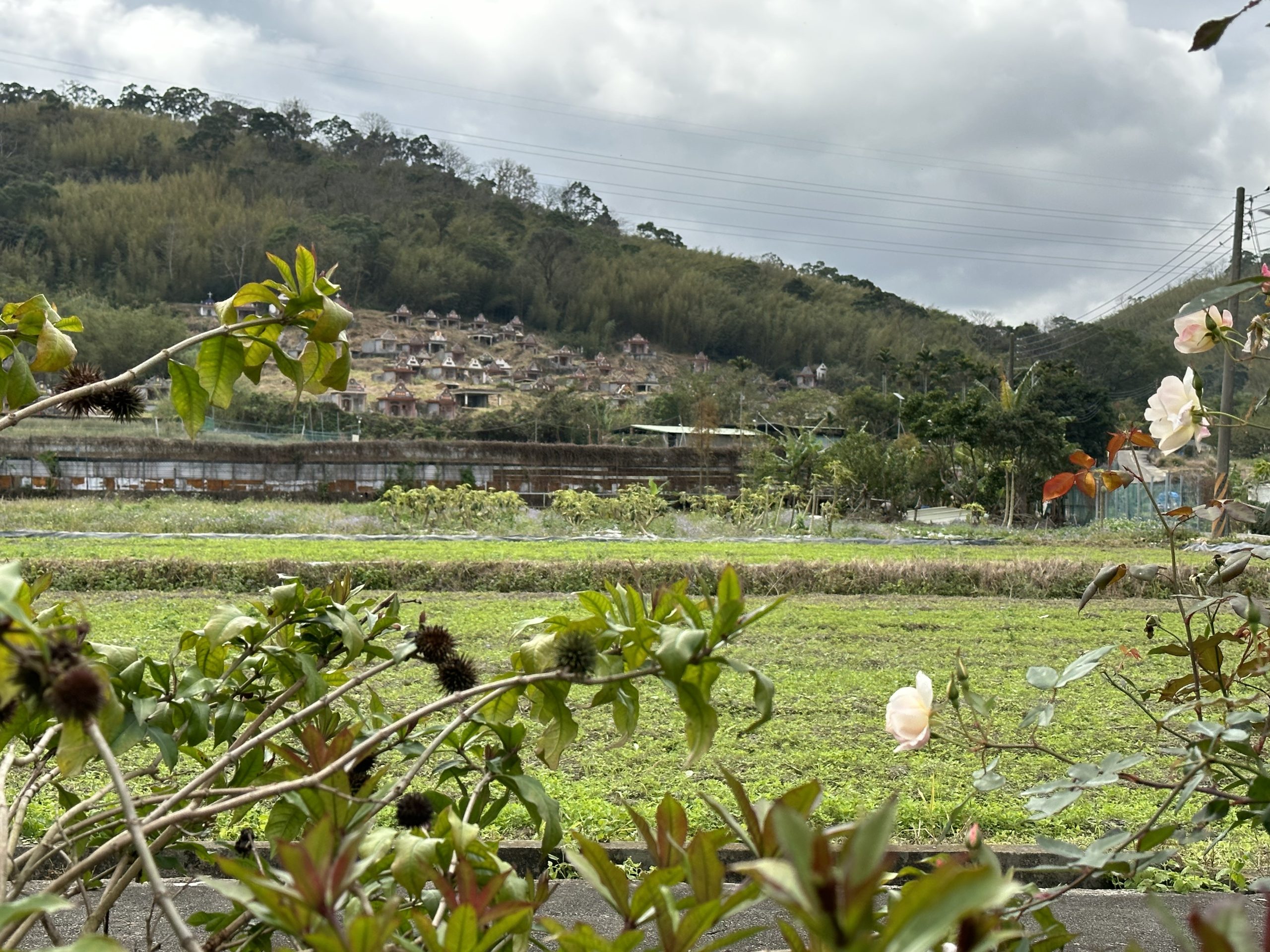 客庄傳統的公墓都在小山丘上，來自龐大家族的子孫，在一個丘陵上通常有好幾門風水要清掃並要準備好幾份祭品。作者提供