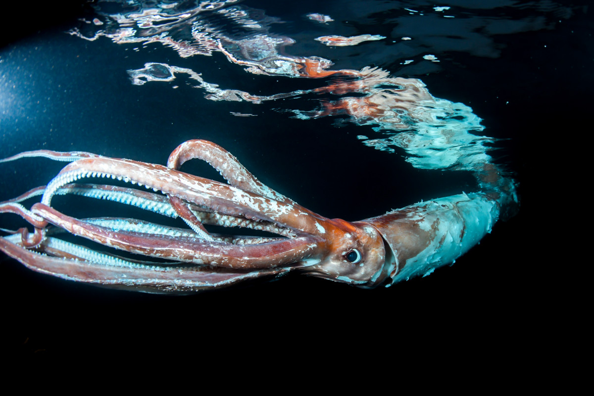日本一對夫妻日前遇到一尾長逾2.5公尺的活體大王魷魚。翻攝自《Takeno Diving》