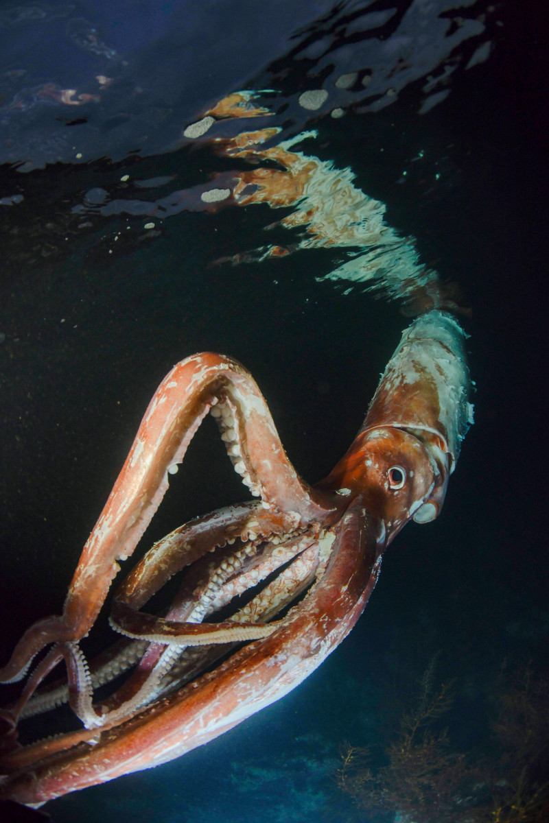大王魷魚的軀幹上有明顯的大面積脫皮。翻攝自《Takeno Diving》