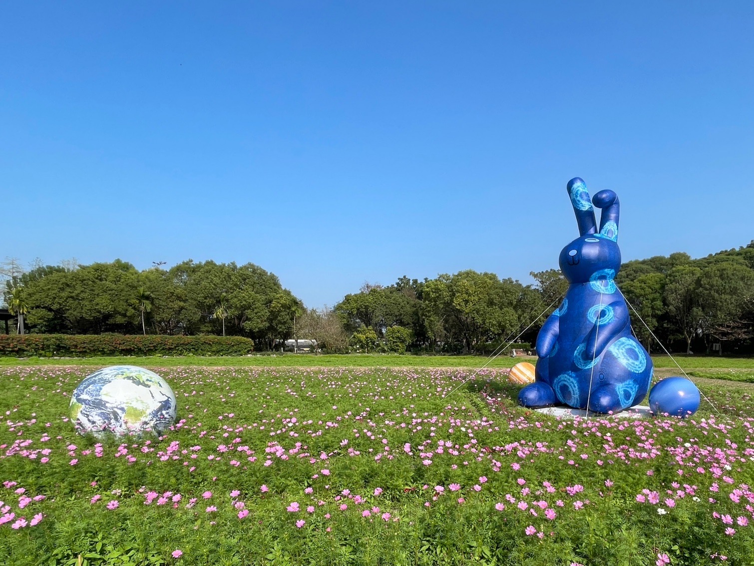 6米藍染玉兔搭配六堆客家文化園區的菸田、波斯菊花海，十分美麗。客發中心提供