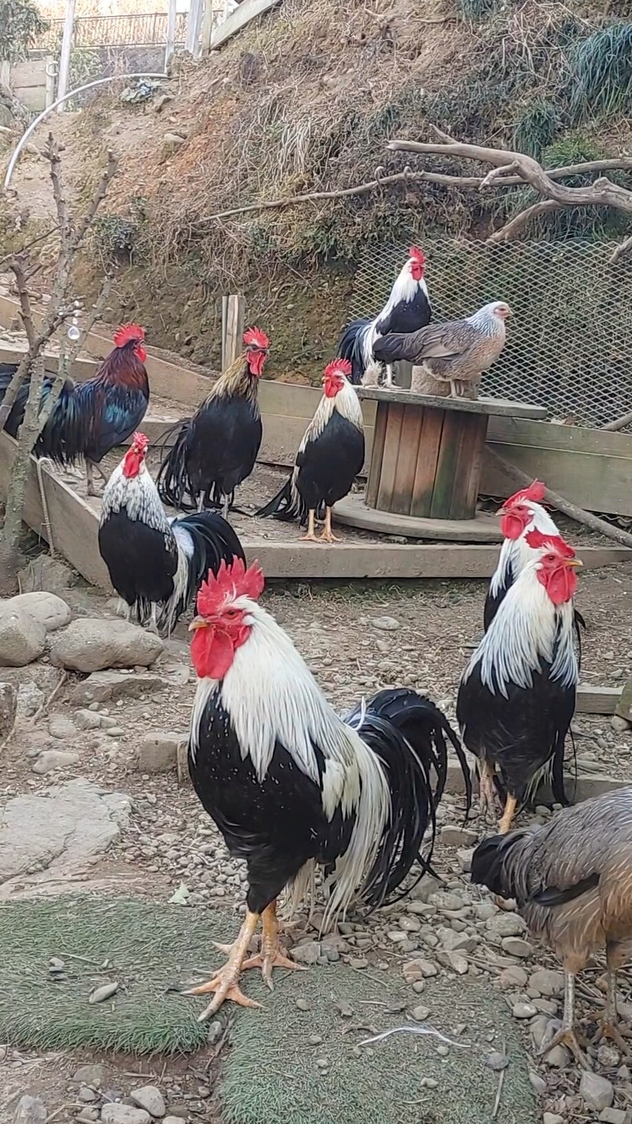 日本民眾在自家飼養蛋雞。翻攝自ダイオウイカ《推特》