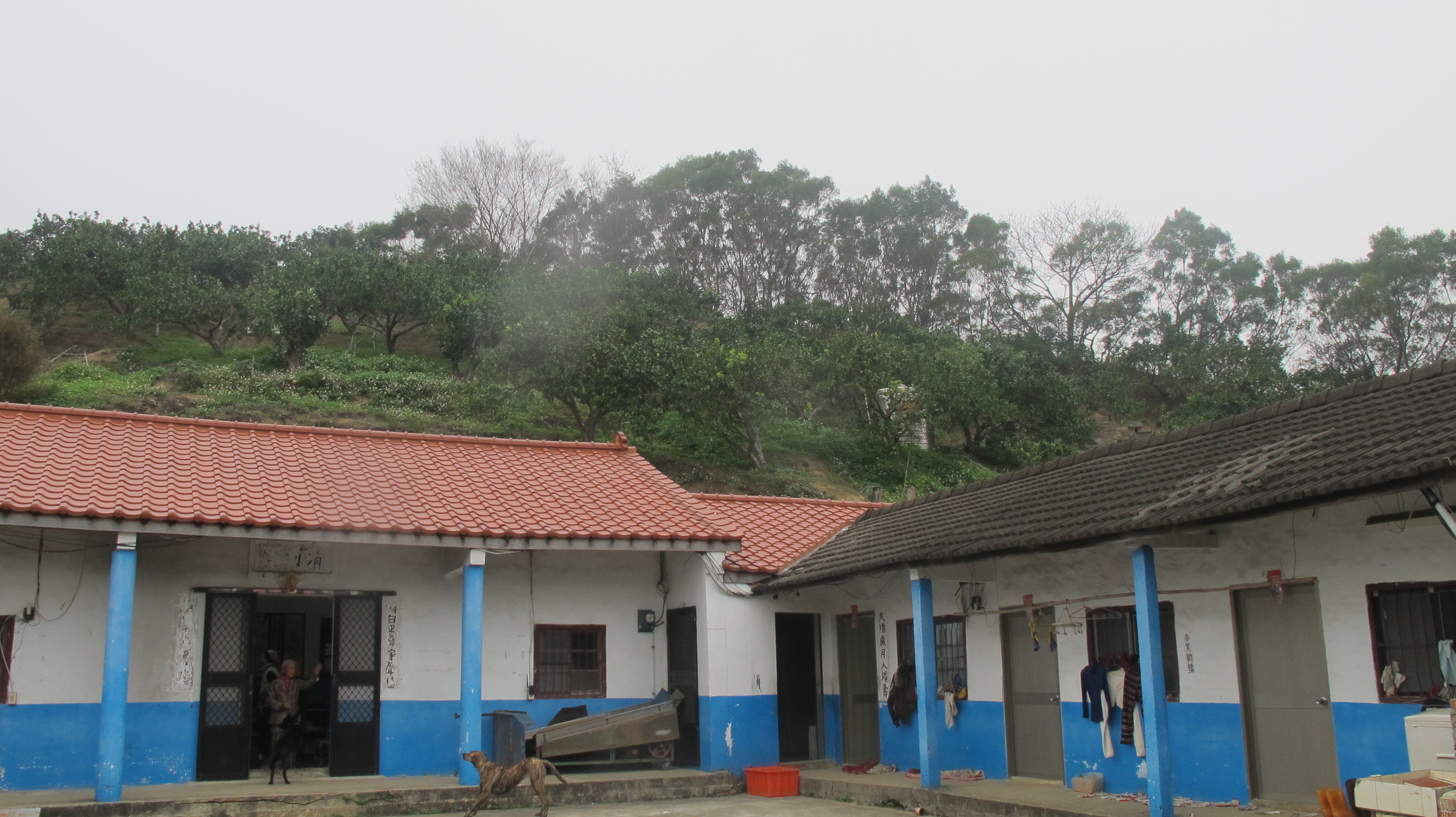 張四妹在老伴過世後，住在三合院，有3隻忠犬陪伴，兒女也輪流回家關照。何來美攝