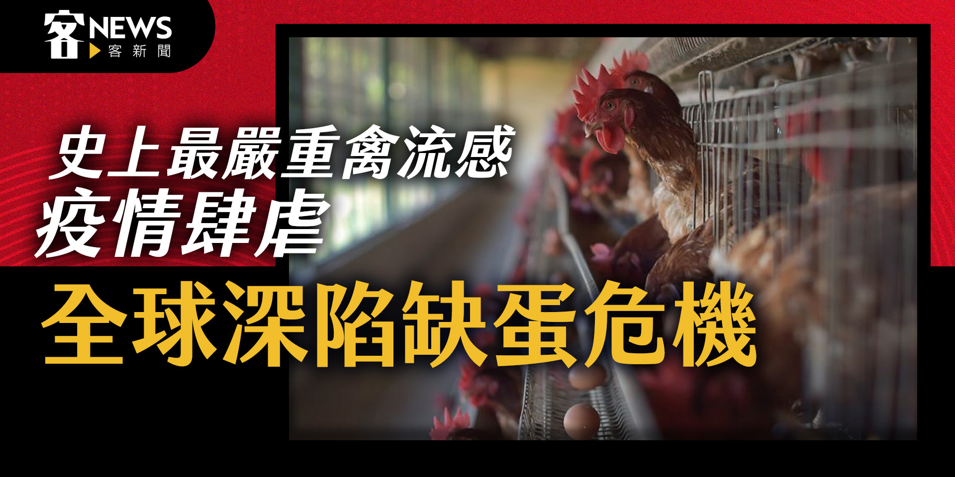 史上最嚴重禽流感疫情肆虐　全球深陷缺蛋危機