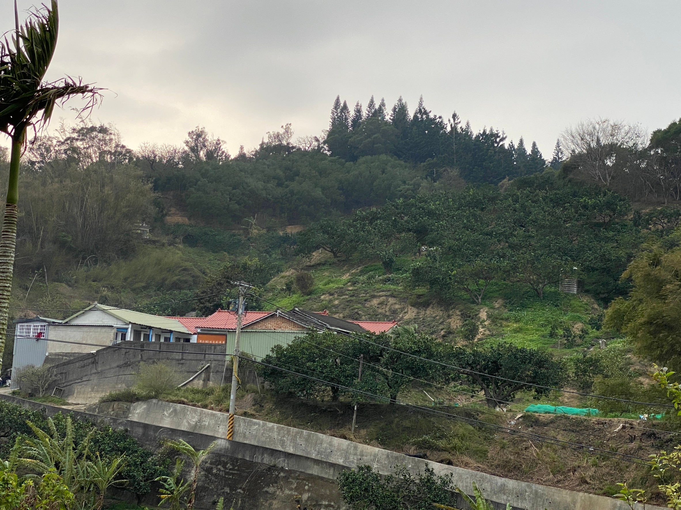 張四妹位於西湖鄉龍洞村打鐵坑的三合院，屋後是柚子園。何來美攝