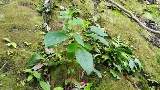 囥在山林壁角,天生天養个「昭和草」,當賤、當會生。鍾孝昇攝