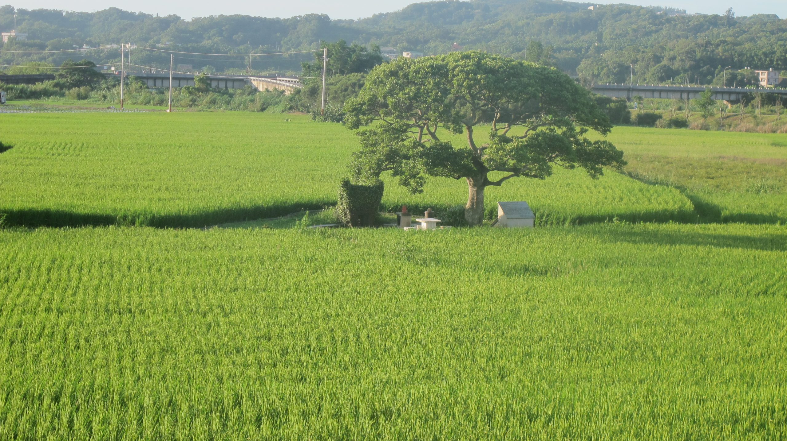銅鑼鄉朝陽村的田心土地公,被譽為最美土地公之一。何來美攝