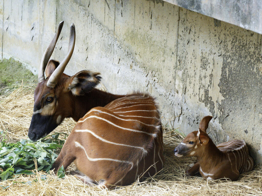 肥咧30公斤正知擐大肚　台北市立動物園斑哥羚羊迎接新成員