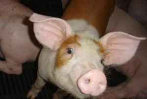 新加坡發生非洲豬瘟  自星國帶豬肉品入境台灣重罰20萬