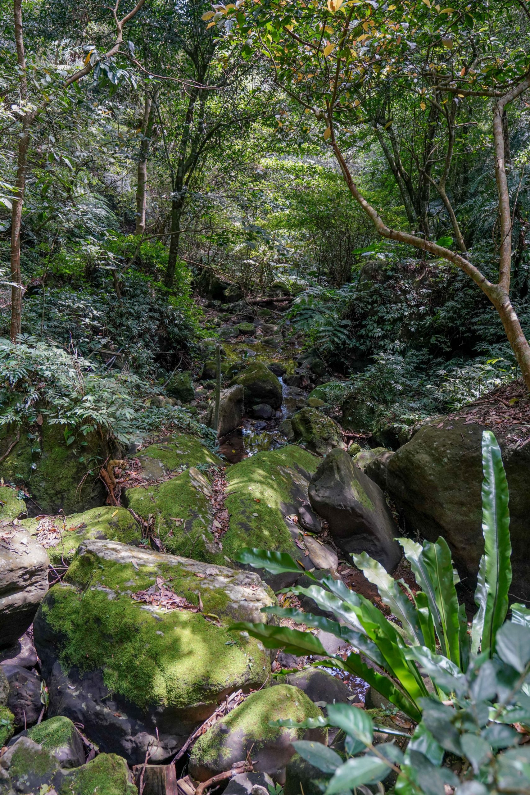 山林步道,圖為鳴鳳古道一景。資料照片