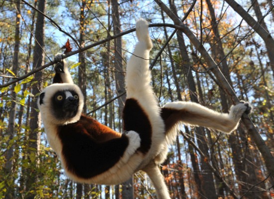 狐猴在樹梢間跳躍攀爬行進。資料照片，翻攝自《Duke Lemur Center》官網