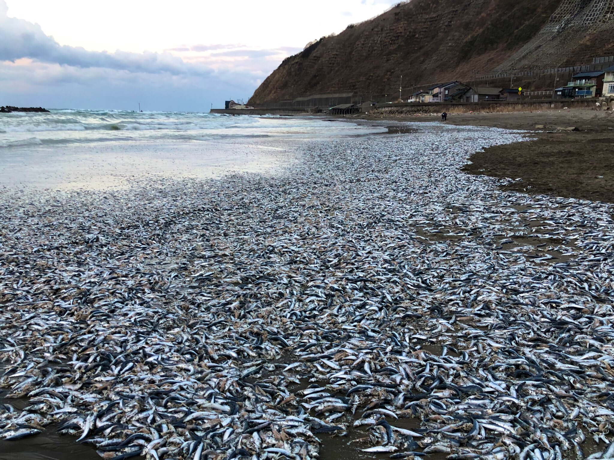 新潟縣糸魚川市的海灘上鋪滿了被海水沖刷上岸堆積如山的沙丁魚屍體。翻攝自shimitchan《推特》