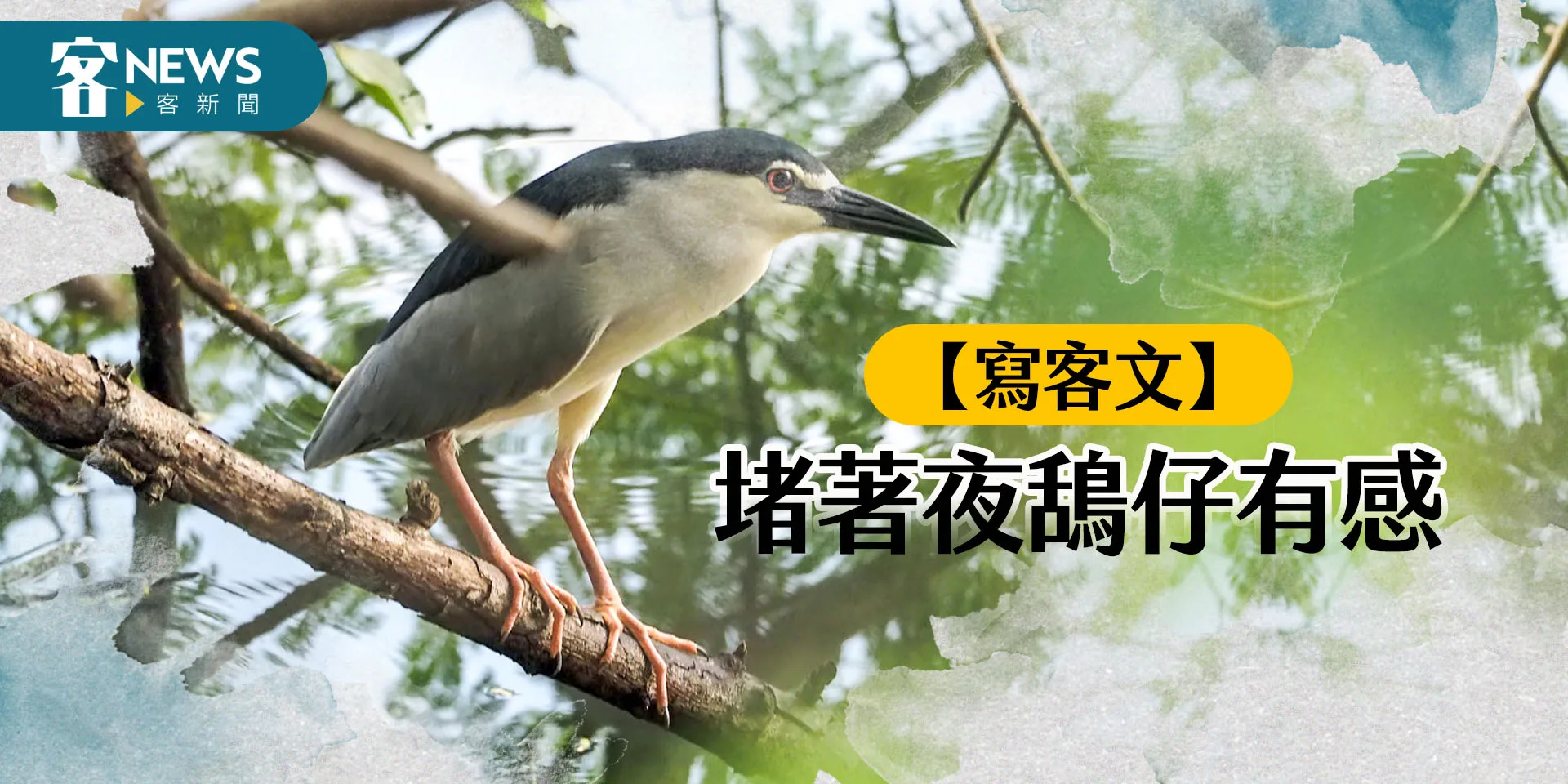 【寫客文】堵著夜鴰仔有感